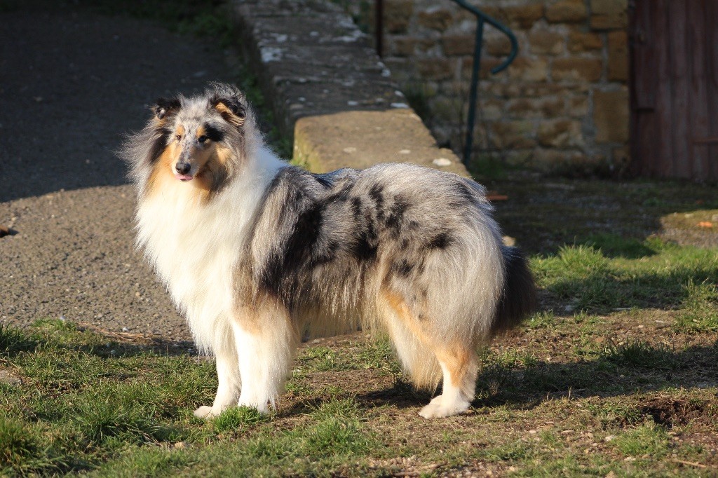 Morning mist blue of Cairngorms